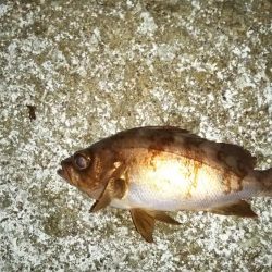 シーズンラストのメバリング