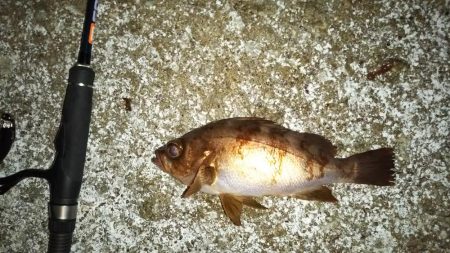 シーズンラストのメバリング