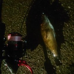 平成最後の釣り