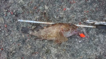 武庫一サゴシ狙いのはずが