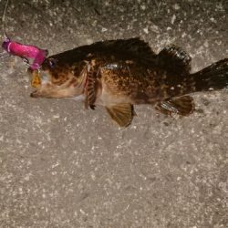 テクトロ初釣果