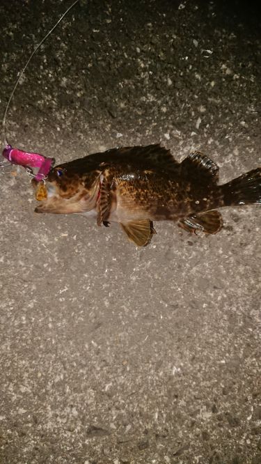 テクトロ初釣果