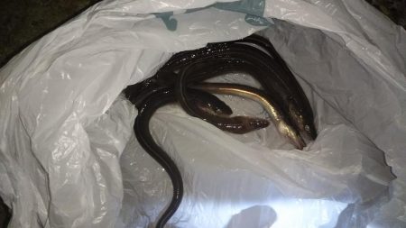 アナゴ狙い！！