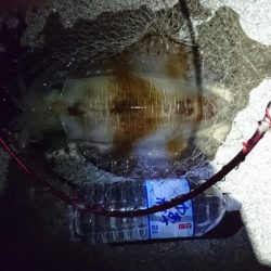 やつと今年初のキロアップのアオリイカ