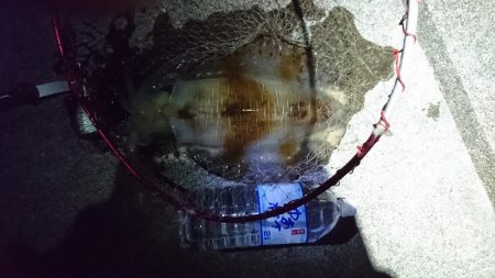 やつと今年初のキロアップのアオリイカ