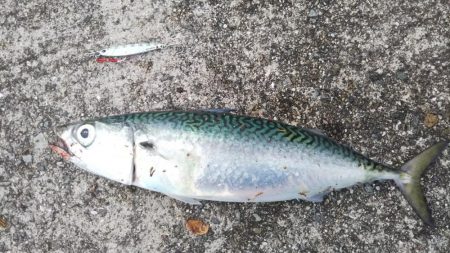 ジグパラで50センチ大サバ!!