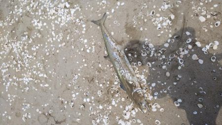 サメかと思ったら