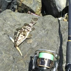 【新門司】根魚調査