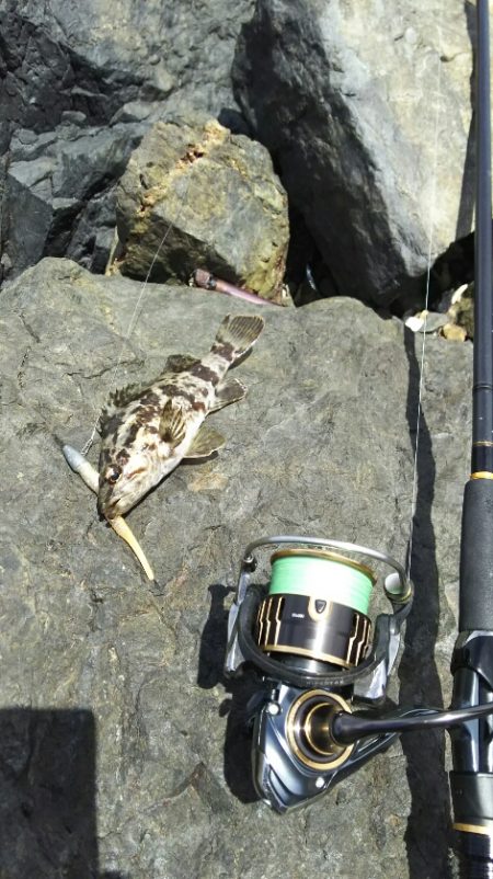 【新門司】根魚調査