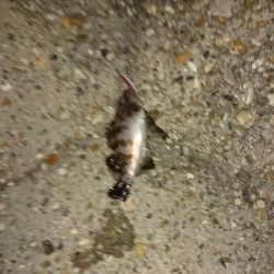 デカメバルはどこへ?