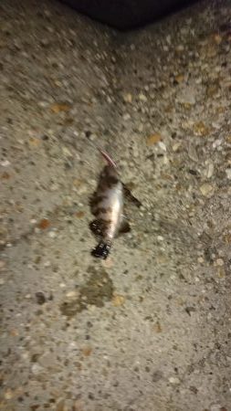 デカメバルはどこへ?