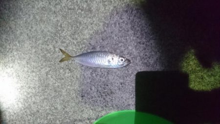 ガルプでアジング