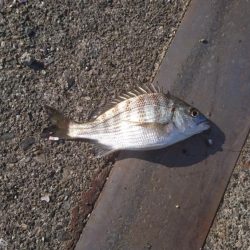 アジ、チヌ、コウイカ