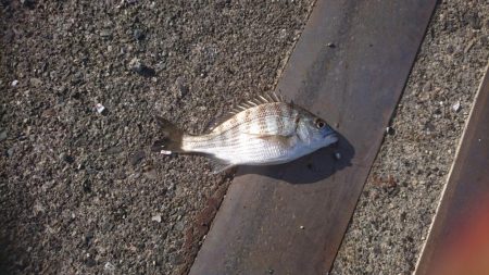 アジ、チヌ、コウイカ