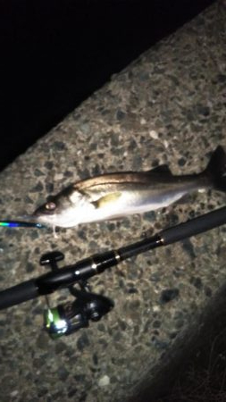 セイゴたまにフッコ