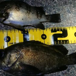 ちょこっとメバリング