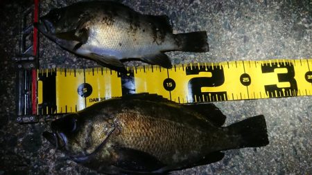 ちょこっとメバリング