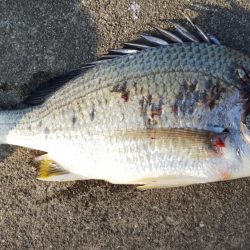 令和になって初フィッシュ