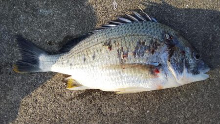 令和になって初フィッシュ