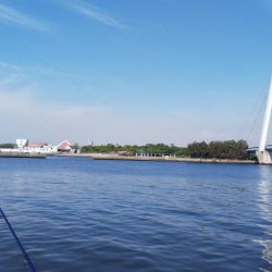 アジは姿見せず。