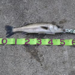 湾奥デイシーバス