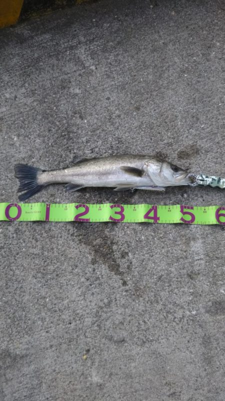 湾奥デイシーバス