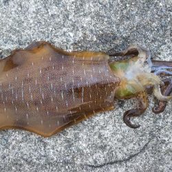 春烏賊サイズ…