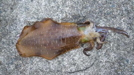 春烏賊サイズ…