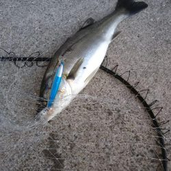 カタクチパターン