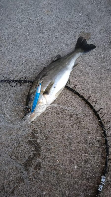 カタクチパターン