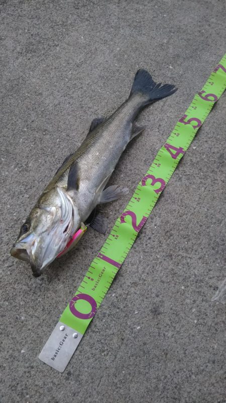 朝マズメにシーバス狙い