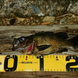 まだまだメバリング