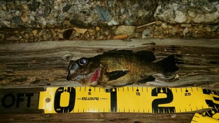 まだまだメバリング