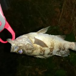 まだまだメバリング