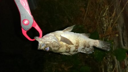 まだまだメバリング