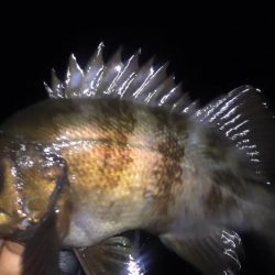 明石良型メバル