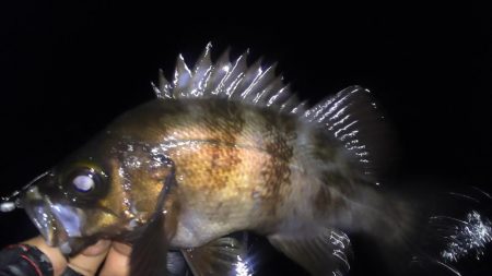 明石良型メバル