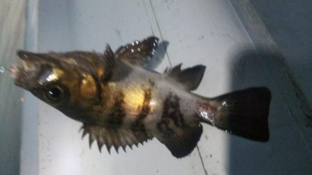 メバル×1 ガシラ×7