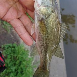 五三川 パワーフィネス