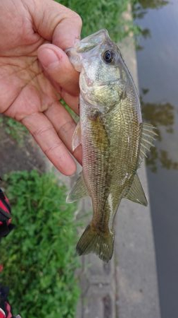 五三川 パワーフィネス