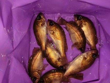 相も変わらずのチビ