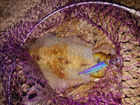 やっときましたキロアップ