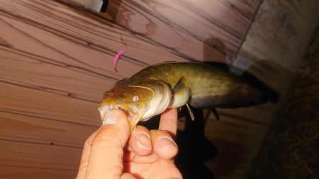 五三川の小ナマズちゃん