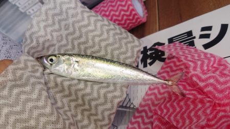 サバ！入れ食い！！