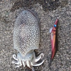 そろそろコウちゃん