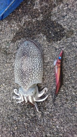 そろそろコウちゃん