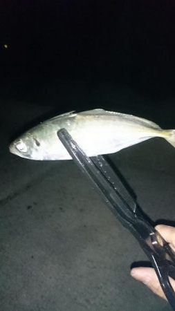 アジきたーーー！！