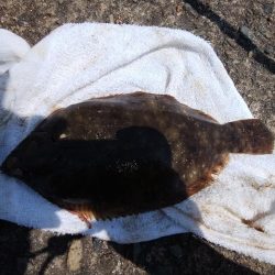 キスの引き釣りにカレイが釣れました