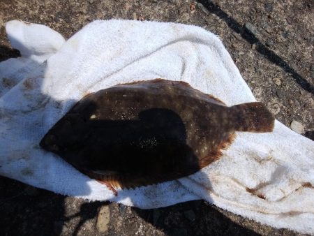 キスの引き釣りにカレイが釣れました