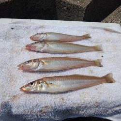 東二見水道のキス情報